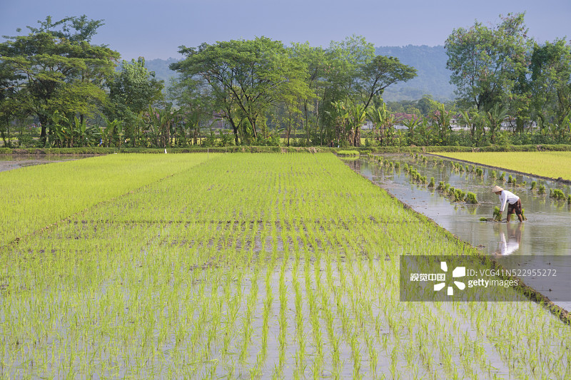 幼苗和疏苗过程图片素材