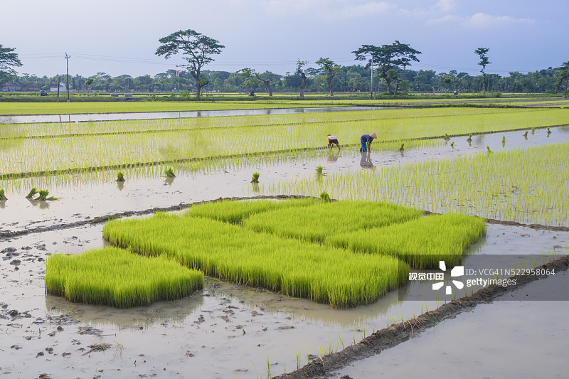 水稻秧苗种植图片素材