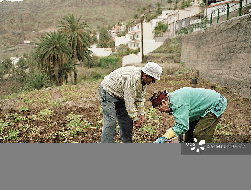老年夫妇在戈梅拉岛采集土豆图片素材