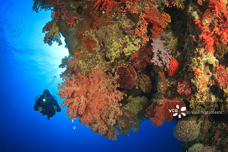 潜水员与软珊瑚图片素材