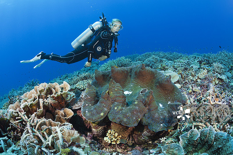 所罗门群岛珊瑚礁中的巨型砗磲图片素材