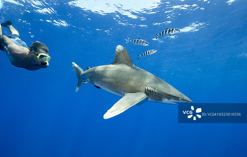 与远洋白鳍鲨一起浮潜图片素材