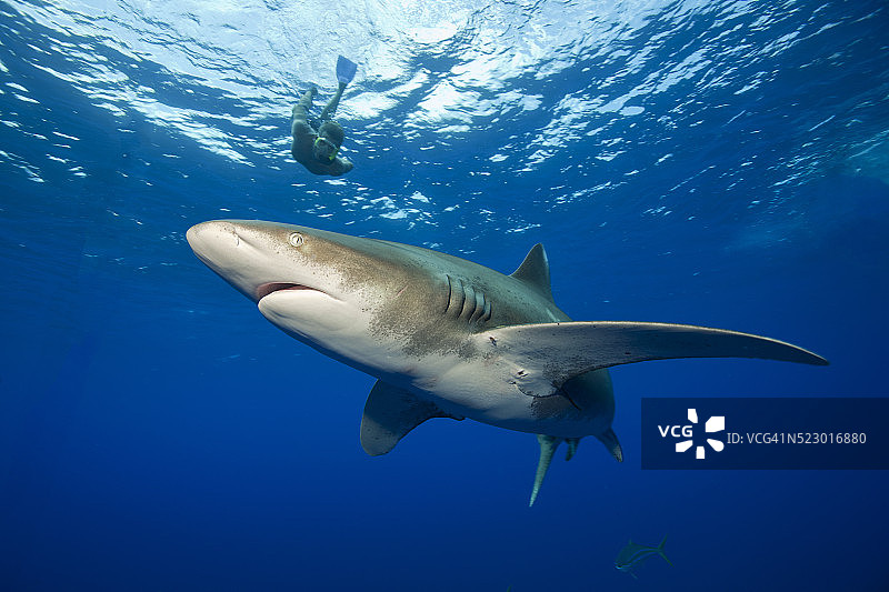 与远洋白鳍鲨一起浮潜图片素材