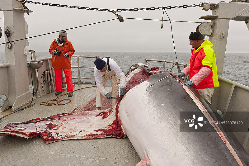 捕鲸人在Hrafnreydur KO-100上剥小须鲸皮图片素材