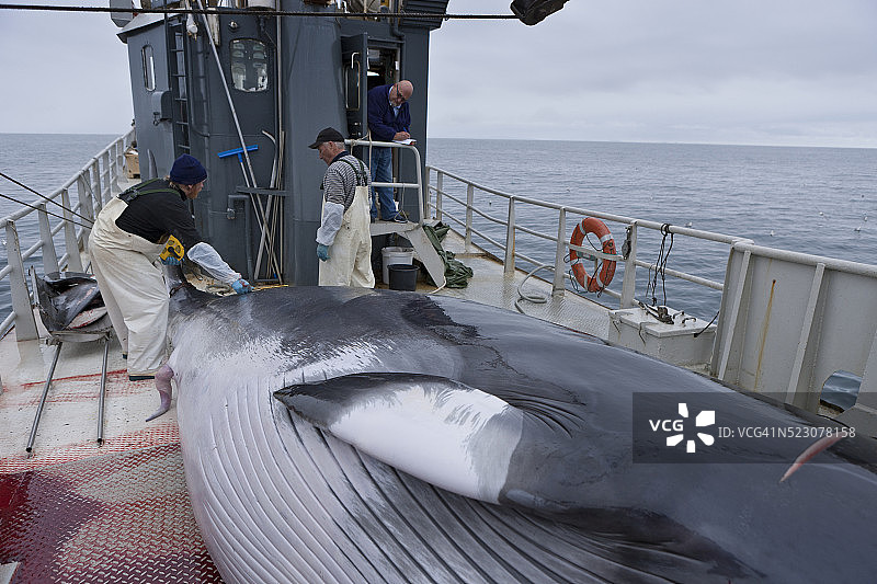 捕鲸人在Hrafnreydur KO-100号上准备剥小须鲸皮图片素材