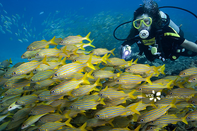 水肺潜水员观赏鱼群图片素材