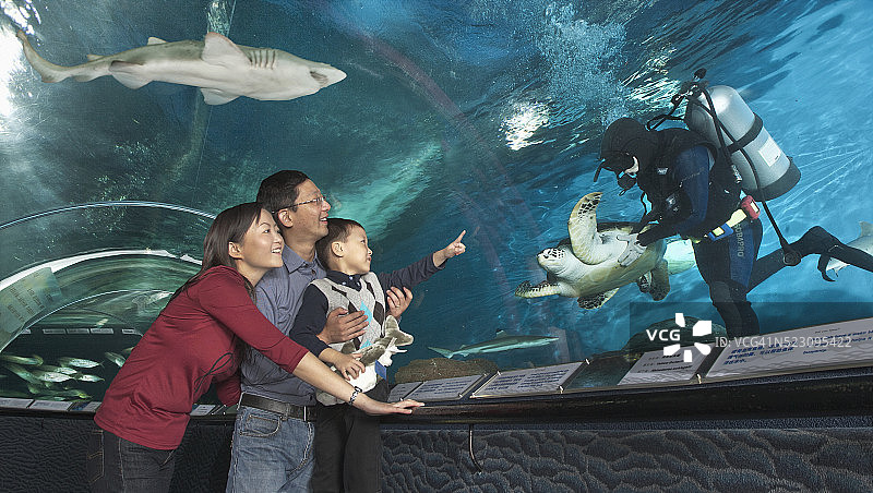 一家人观看潜水员抱着海龟图片素材