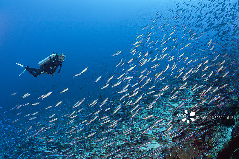 印度尼西亚的霓虹火箭鱼群图片素材