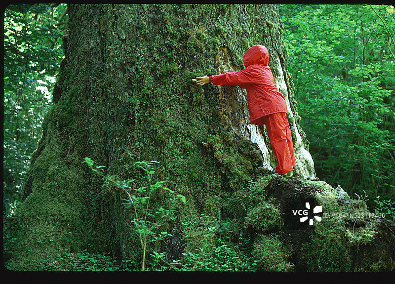 男孩近距离观察霍赫雨林中的古树图片素材