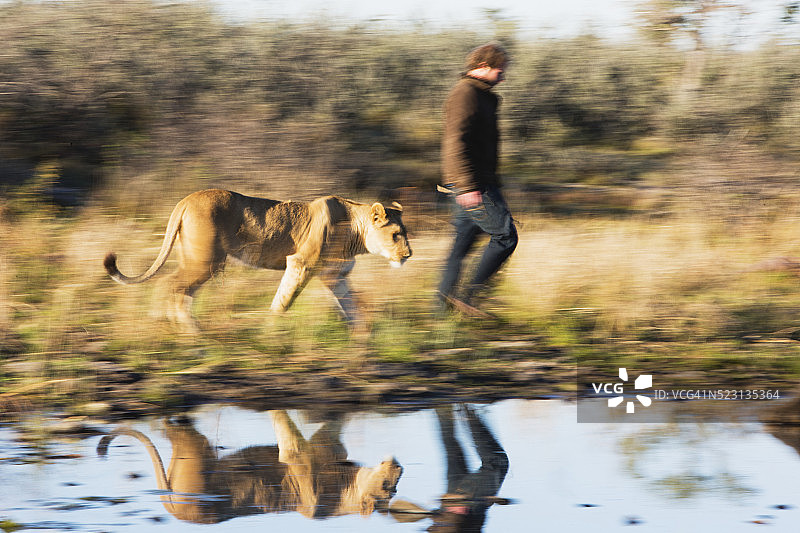 男人与母狮：瓦尔和西尔加在早晨一起行走的动态模糊图片素材