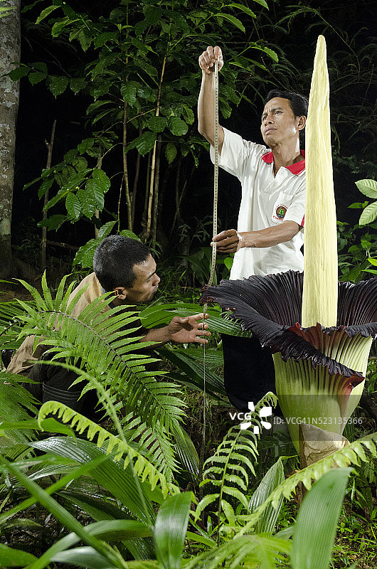 测量世界上最大的花：宽78厘米，高163厘米图片素材