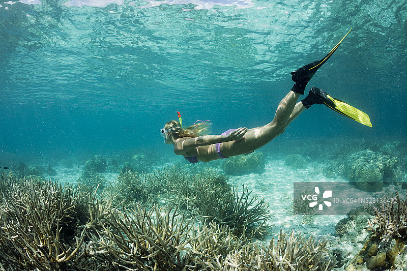 在密克罗尼西亚帕劳的自由潜水，帕劳图片素材