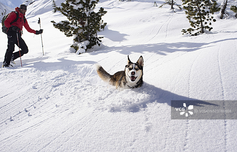 友好的哈士奇在雪地里玩耍图片素材