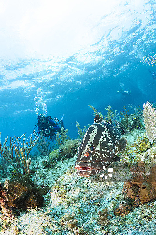 水肺潜水员和拿骚石斑鱼图片素材