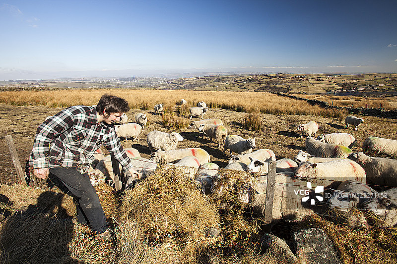农民沃尔特·克莱喂羊图片素材