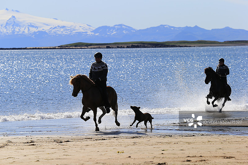 在冰岛Longufjordur骑马图片素材