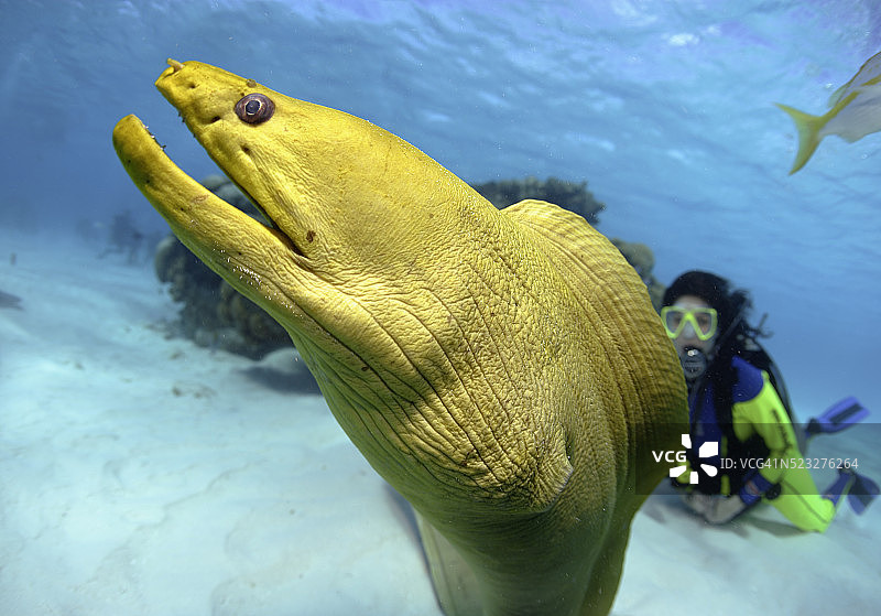 绿海鳗图片素材