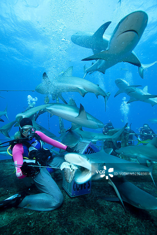 鲨鱼喂食潜水图片素材