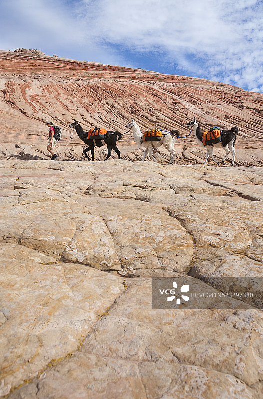 美国犹他州大阶梯-埃斯卡兰特国家纪念碑，女子与驮羊图片素材