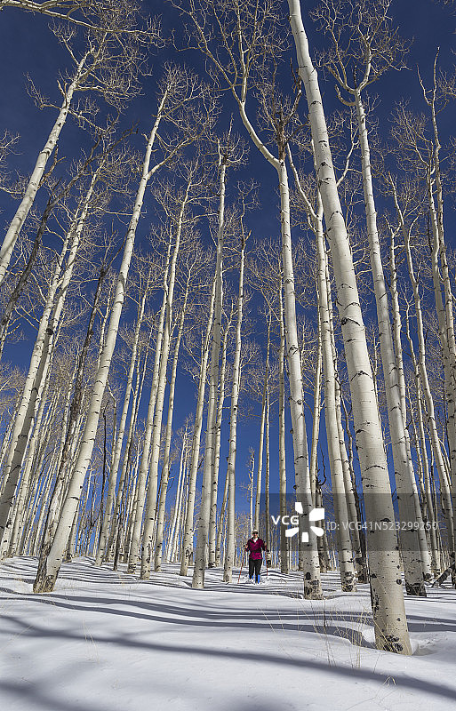 在白杨林中穿雪鞋的女人图片素材