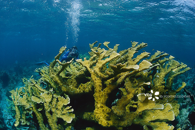 珊瑚礁附近的水肺潜水员图片素材