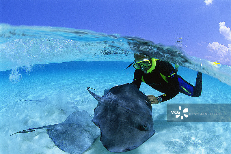 与鳐鱼一同浮潜图片素材