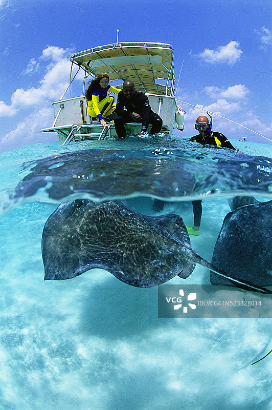 潜水员观赏黄貂鱼图片素材