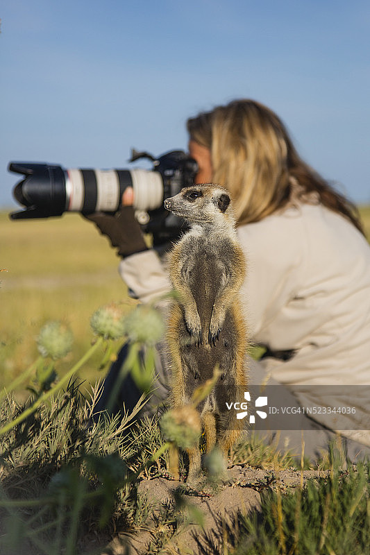 一只猫鼬安全地站在卡拉哈里沙漠的摄影师附近放哨图片素材