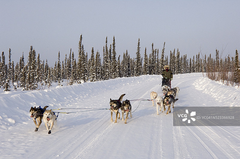 雪地道路上的狗拉雪橇图片素材