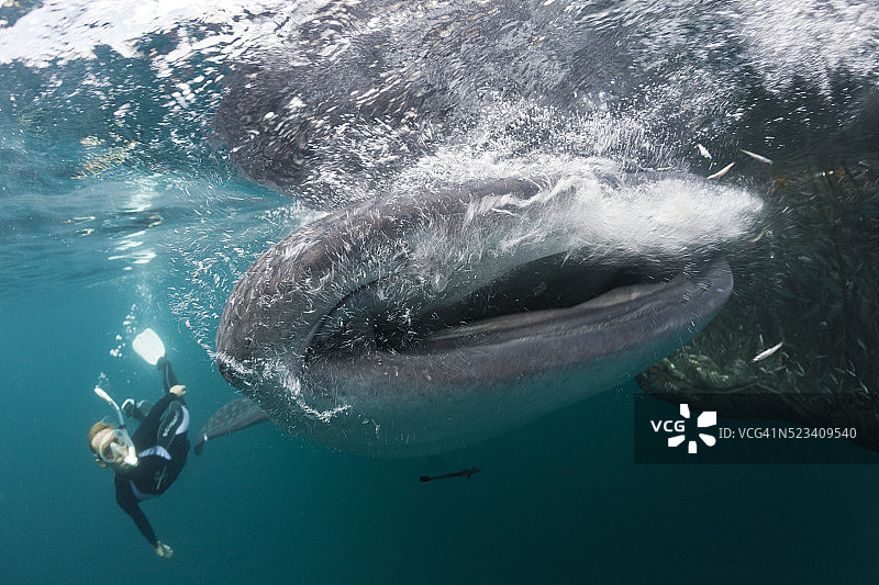 在印度尼西亚鲸鲨附近浮潜图片素材