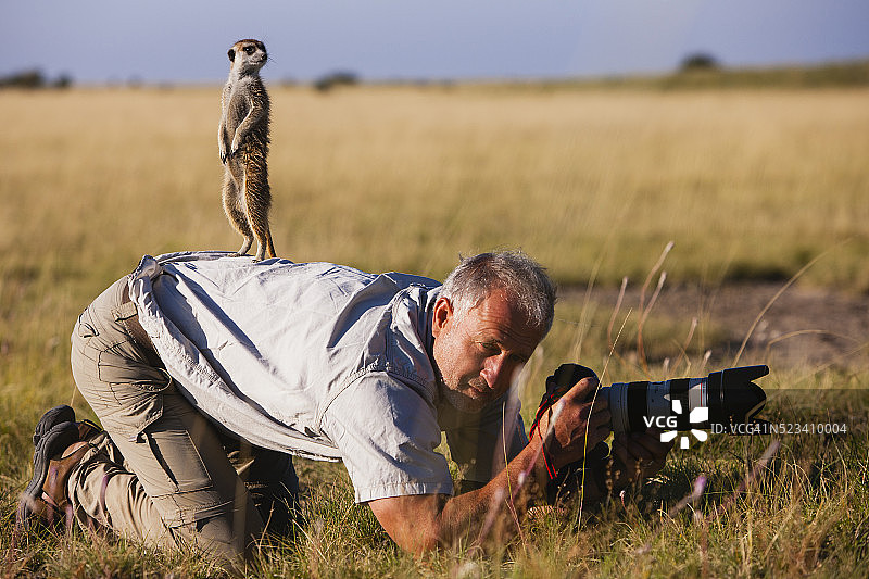 在卡拉哈里沙漠里爬上摄影师的猫鼬图片素材