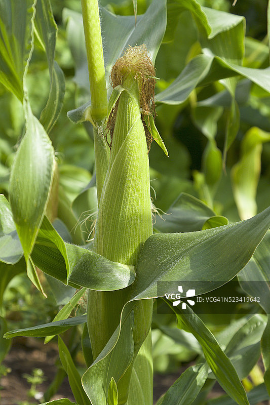 待采摘的甜玉米图片素材