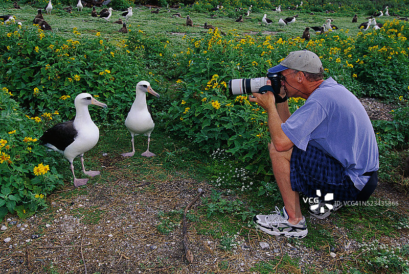 摄影师与莱信信天翁图片素材