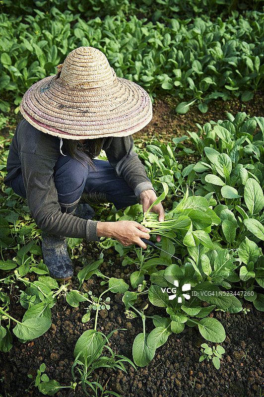 马来西亚柔佛州农民收获茂盛的植被图片素材