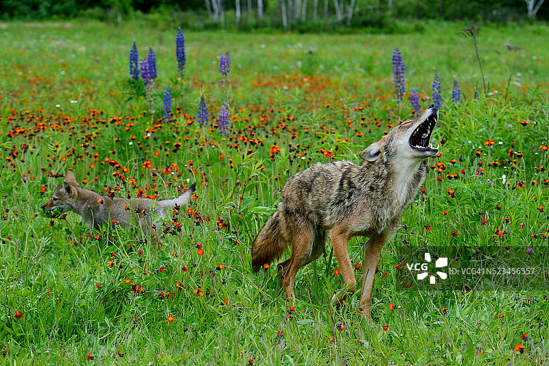 郊狼和小狼崽一起嚎叫图片素材