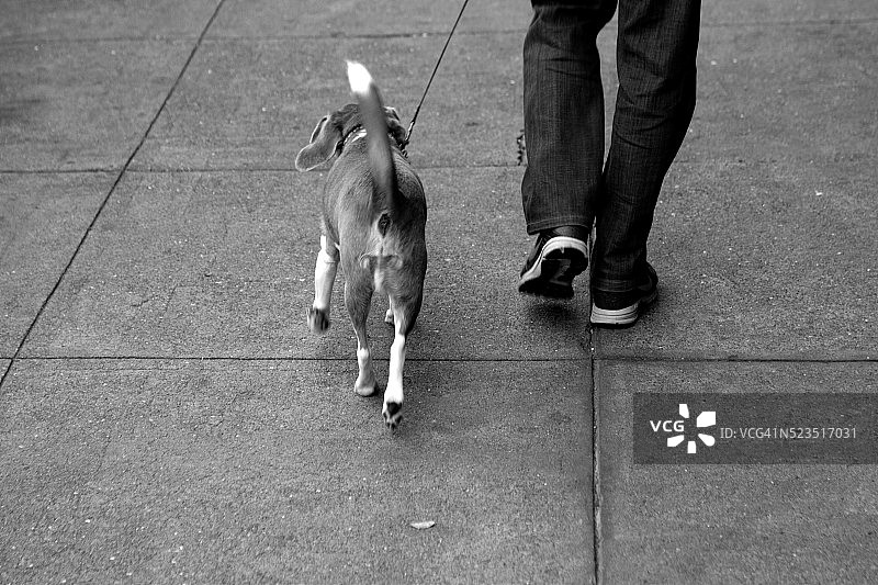 比格犬在人行道上图片素材