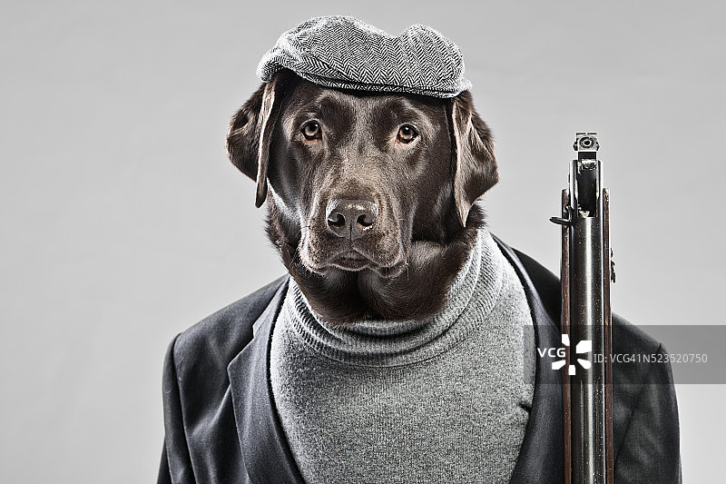 正在狩猎的巧克力色拉布拉多犬图片素材