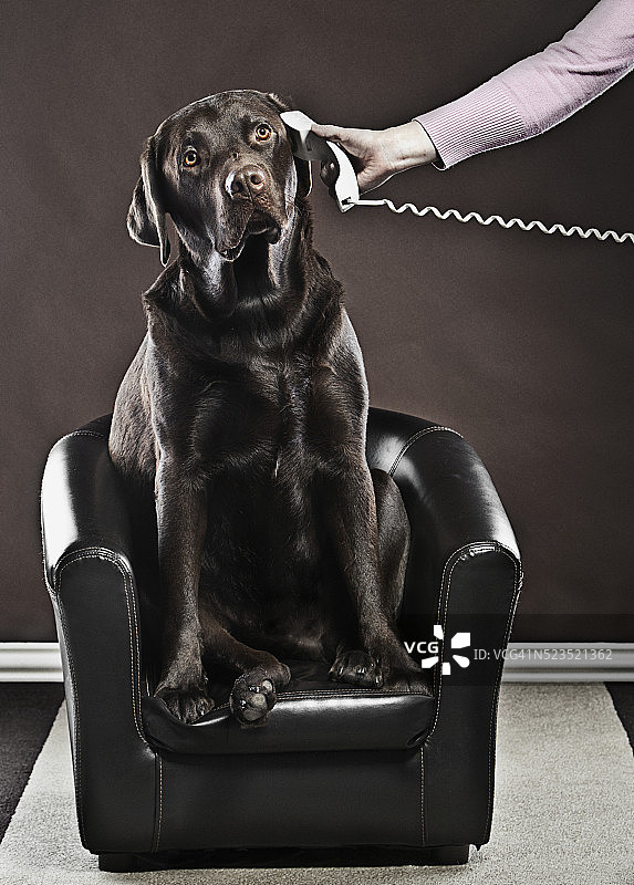 巧克力色拉布拉多犬和座机电话图片素材