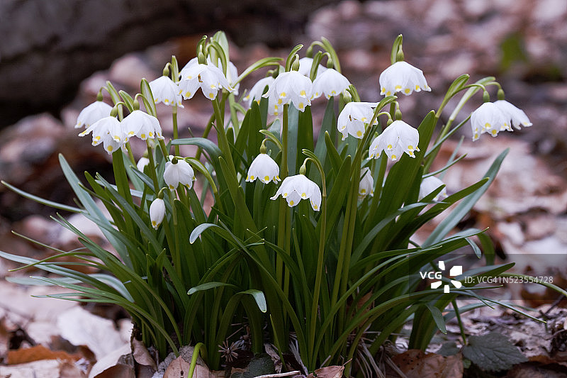 春季雪花图片素材
