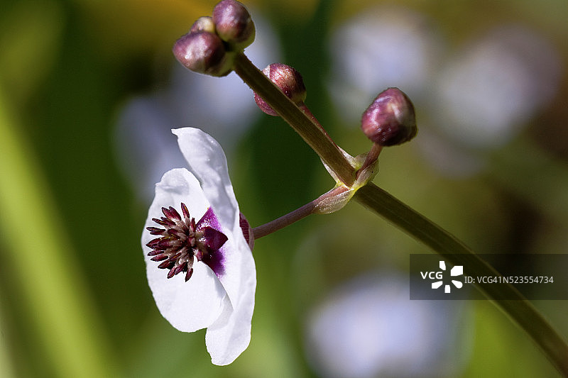 生长在富饶沟渠中的普通箭头图片素材