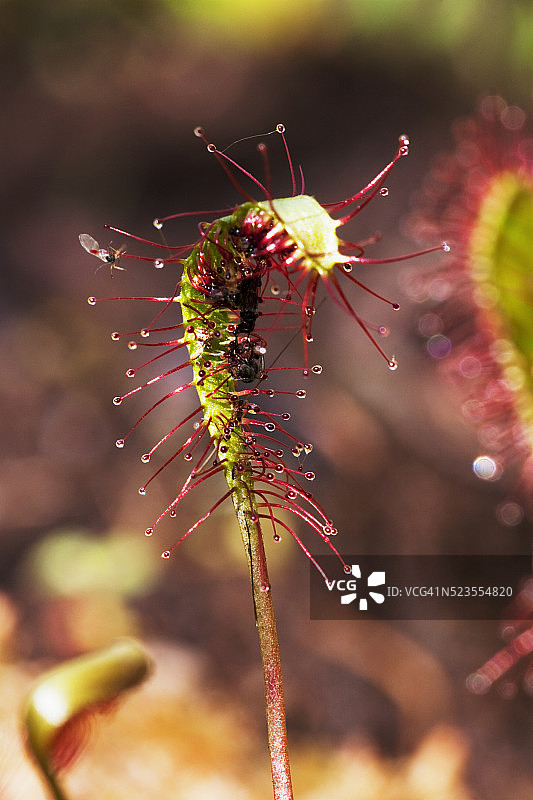 茅膏菜叶子图片素材