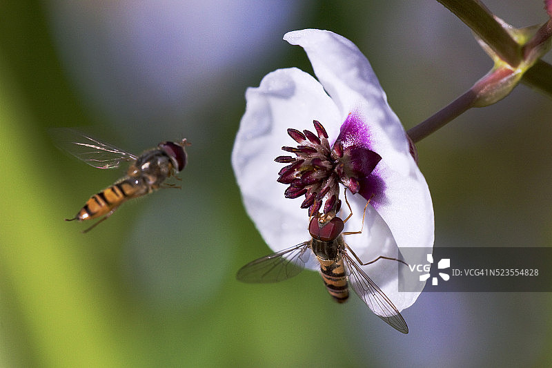 悬停在慈姑前的食蚜蝇(Episyrphus balteatus)图片素材
