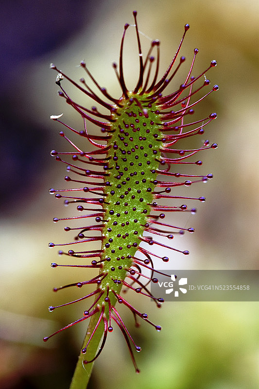 茅膏菜叶子图片素材
