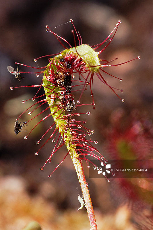 茅膏菜叶子图片素材