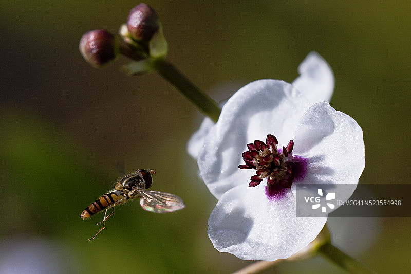 悬停在慈姑前的食蚜蝇(Episyrphus balteatus)图片素材