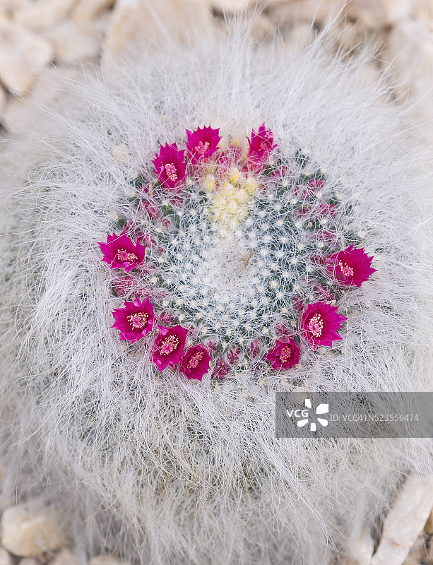 开花的hahniana Mammillaria老妇仙人掌图片素材