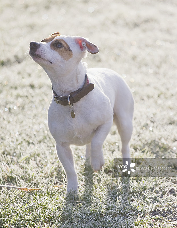 斯蒂文顿庄园住宅图片素材
