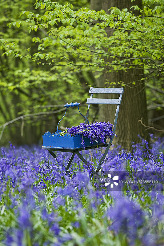 英国赫特福德郡的克内布沃思公园图片素材