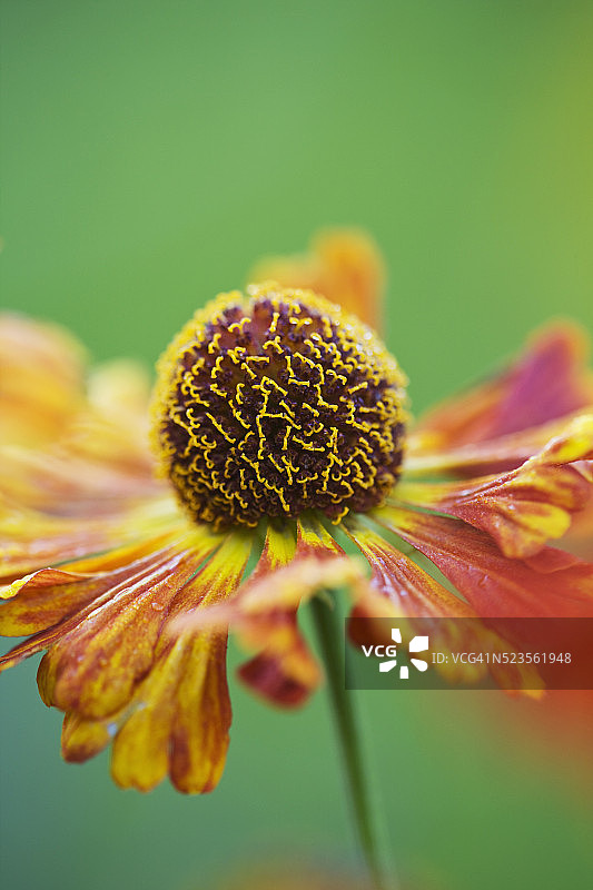 Helenium图片素材