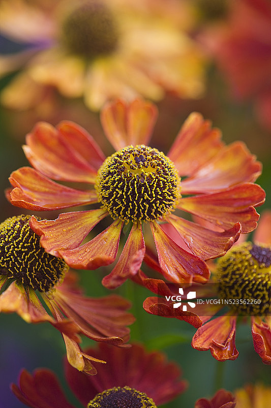 Helenium图片素材